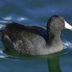 American Coot
